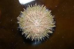 Image result for Strongylocentrotus droebachiensis