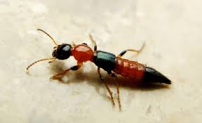 Billedresultat for rovbille