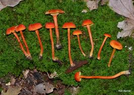 Attēlu rezultāti vaicājumam “Hygrocybe cantharellus”