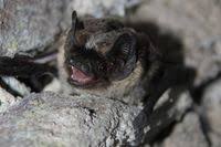 Attēlu rezultāti vaicājumam “Vespertilio murinus”