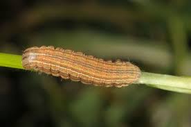 Attēlu rezultāti vaicājumam “Mythimna impura”