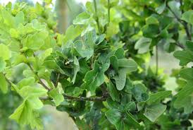 Attēlu rezultāti vaicājumam “Quercus robur Fastigiata leaf”