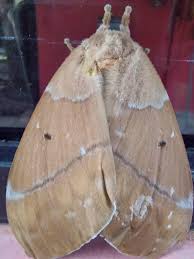 Attēlu rezultāti vaicājumam “Lasiocampidae”