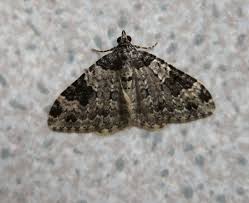 Attēlu rezultāti vaicājumam “Xanthorhoe fluctuata”