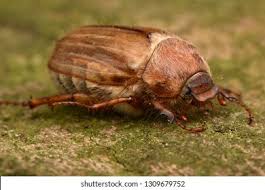 Attēlu rezultāti vaicājumam “Amphimallon solstitiale imago”