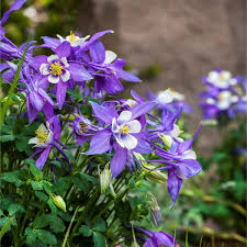 Image result for Aquilegia caerulea