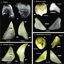 Attēlu rezultāti vaicājumam “Balanus improvisus”