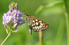 Attēlu rezultāti vaicājumam “Heteropterus morpheus underside”