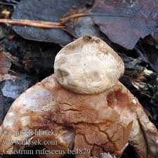 Attēlu rezultāti vaicājumam “Geastrum rufescens”