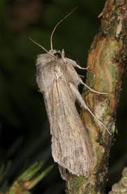 Attēlu rezultāti vaicājumam “Cucullia umbratica”