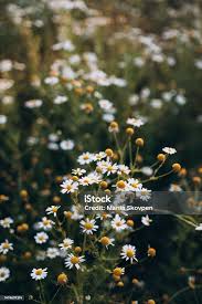 Attēlu rezultāti vaicājumam “Matricaria chamomilla flower”