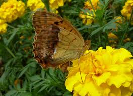Attēlu rezultāti vaicājumam “Argynnis laodice male”