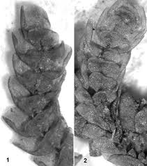 Attēlu rezultāti vaicājumam “Jungermannia hyalina cells”