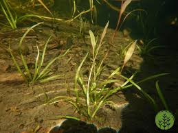 Attēlu rezultāti vaicājumam “Alisma gramineum”