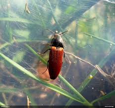 Attēlu rezultāti vaicājumam “Ampedus sp.”