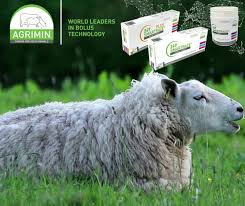 Image result for Teamsheep