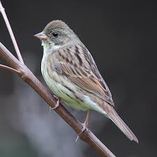 Image result for Emberiza spodocephala