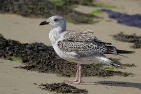 Attēlu rezultāti vaicājumam “Larus marinus”