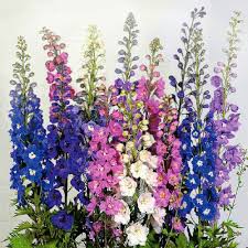 Image result for Rittersporn