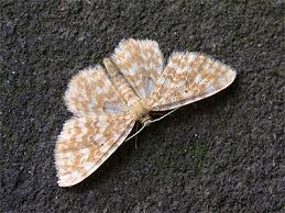 Attēlu rezultāti vaicājumam “Hydrelia flammeolaria”