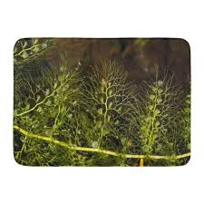 Attēlu rezultāti vaicājumam “Utricularia vulgaris leaf”