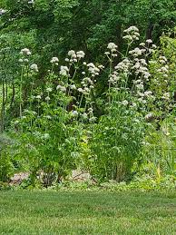 Attēlu rezultāti vaicājumam “Valeriana officinalis”