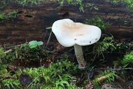 Attēlu rezultāti vaicājumam “Pholiota heteroclita”