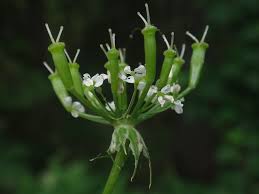 Image result for Chaerophyllum aureum