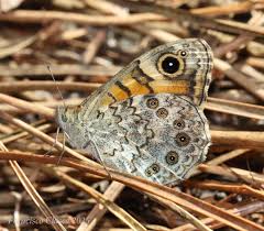 Attēlu rezultāti vaicājumam “Lasiommata megera underside”