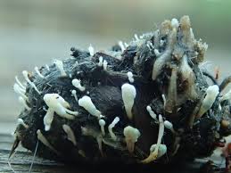 Attēlu rezultāti vaicājumam “Penicillium vulpinum”