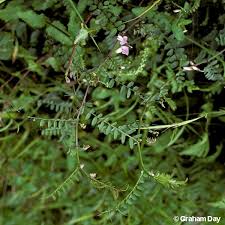 Attēlu rezultāti vaicājumam “Vicia sylvatica”