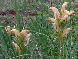 Attēlu rezultāti vaicājumam “Pedicularis sceptrum-carolinum leaf”