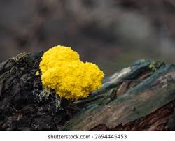 Attēlu rezultāti vaicājumam “Lignydium muscorum macro”