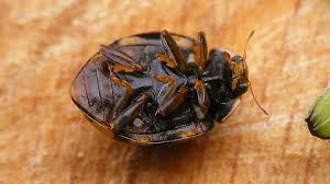 Attēlu rezultāti vaicājumam “Sospita vigintiguttata”