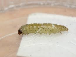 Attēlu rezultāti vaicājumam “Acrolepiopsis assectella”