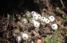 Attēlu rezultāti vaicājumam “Lasiosphaeria ovina spores”