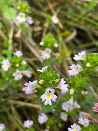 Image result for Euphrasia stricta