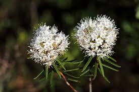 Attēlu rezultāti vaicājumam “Ledum palustre flower”