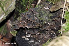 Attēlu rezultāti vaicājumam “Cystostereum murrayi”