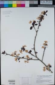 Attēlu rezultāti vaicājumam “Prunus cerasifera var. divaricata bud”