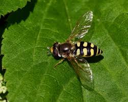 Attēlu rezultāti vaicājumam “Eupeodes corollae”