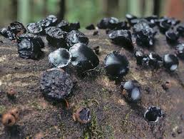 Attēlu rezultāti vaicājumam “Bulgaria inquinans”