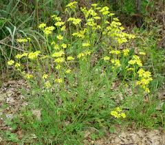 Attēlu rezultāti vaicājumam “Senecio vernalis leaf”