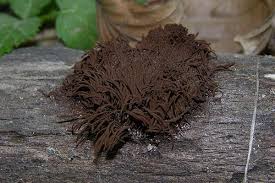 Attēlu rezultāti vaicājumam “Stemonitis lignicola”