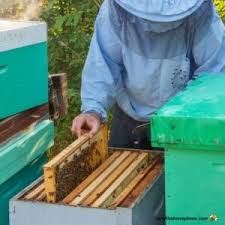 Image result for Boccia In Epsom & Ewell (Bees)