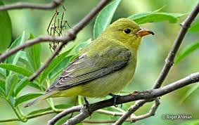 Image result for Piranga olivacea