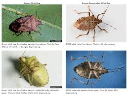 Attēlu rezultāti vaicājumam “Badhamia nitens macro”