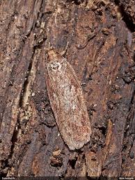 Attēlu rezultāti vaicājumam “Depressaria olerella”