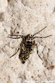 Attēlu rezultāti vaicājumam “Erannis defoliaria”