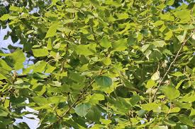 Attēlu rezultāti vaicājumam “Populus x jackii”